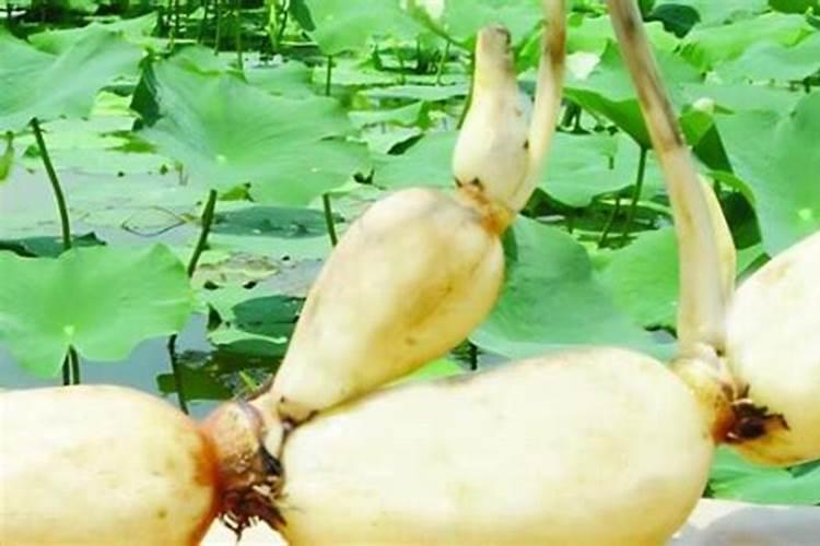莲藕用什么肥料产量高 施肥方法有哪些