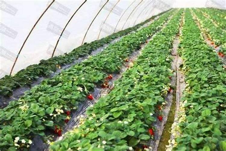 水淹的玉米苗发黄打什么叶面肥效果最好