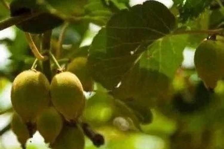蓝莓叶子枯萎