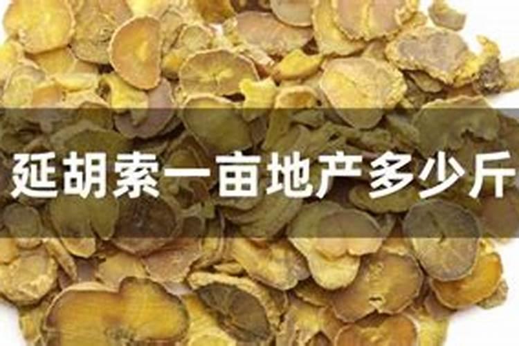 ﻿教你种植高产元胡五大要点