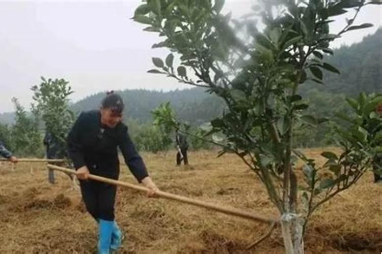 绣球花用什么肥料