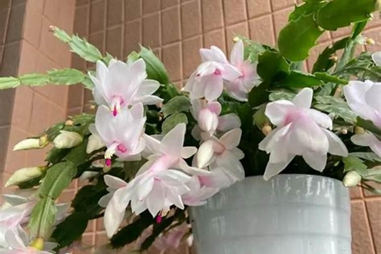 蟹爪兰的施肥方法