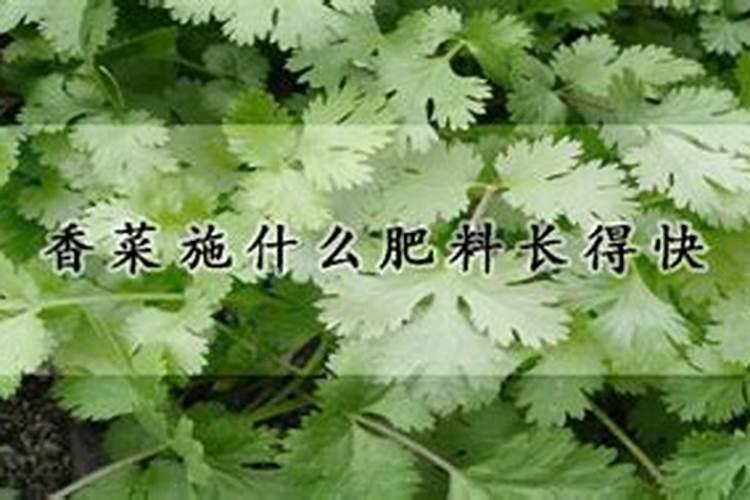 绿叶植物用什么肥料