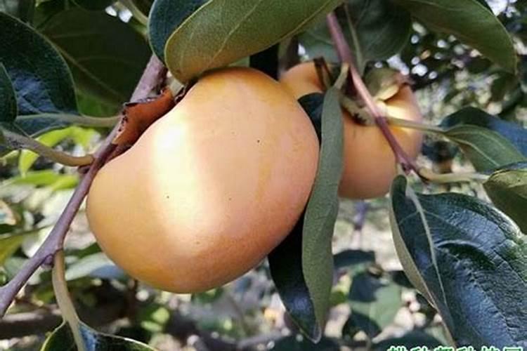 柿子树最好的肥料是什么？