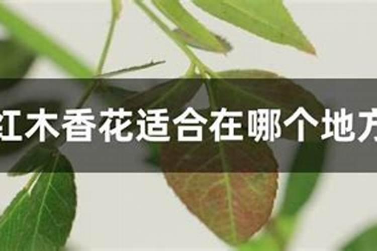 红木香施什么肥好