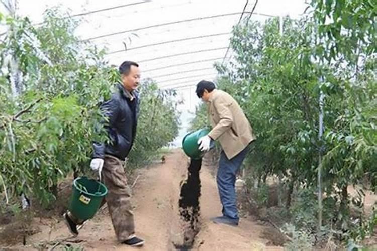 春季枣树怎么管理施肥