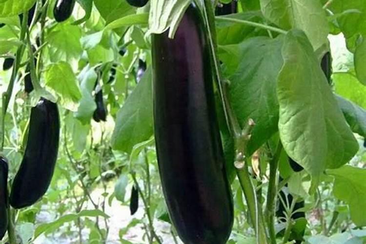 种茄子用什么肥料最好