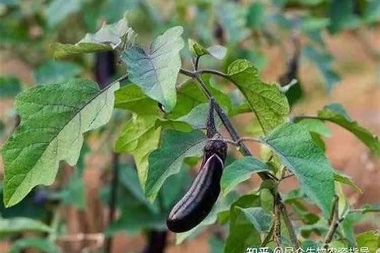 茄子用什么肥料高产