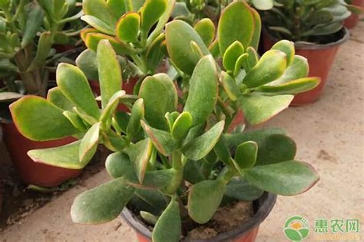 让多肉叶片肥厚施什么肥？