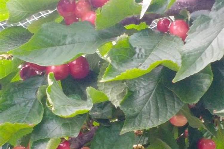种植西瓜用什么肥料最佳
