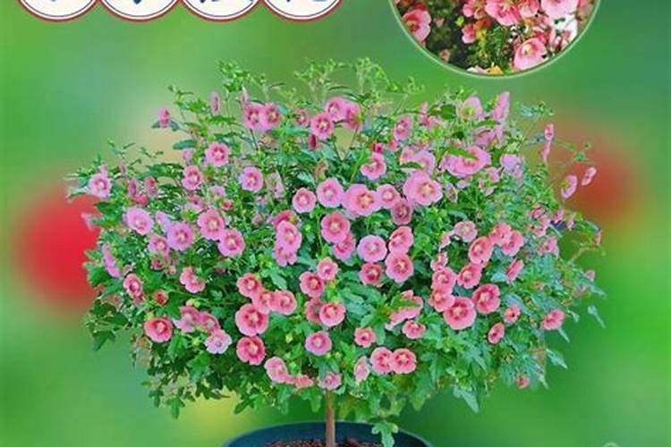 盆栽木槿花开花时能施肥吗