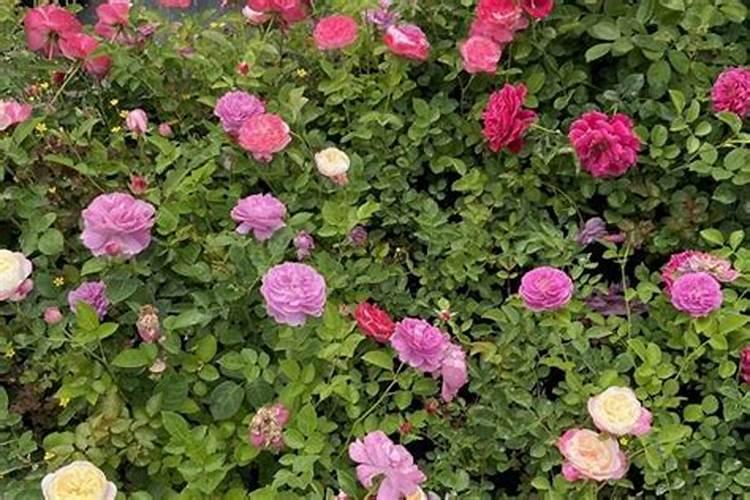 施什么肥让月季花开又多又大花瓣厚(自制月季花肥料)