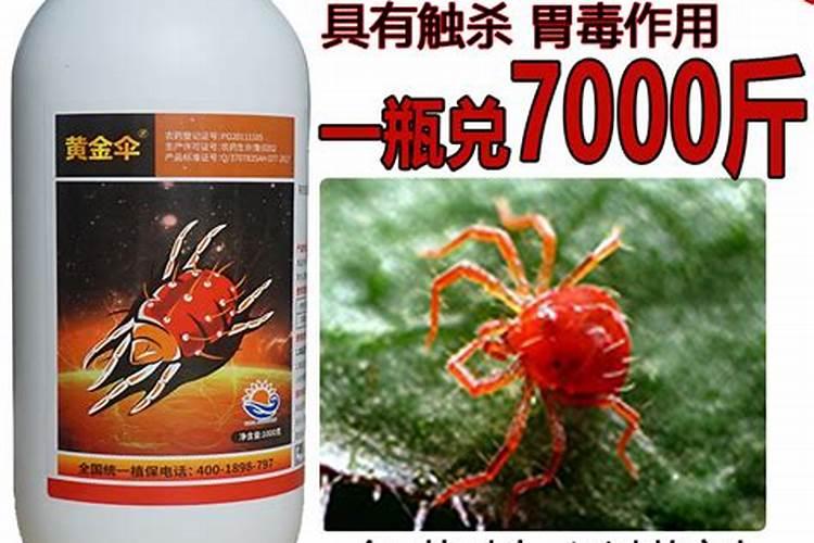 月季如何防治红蜘蛛