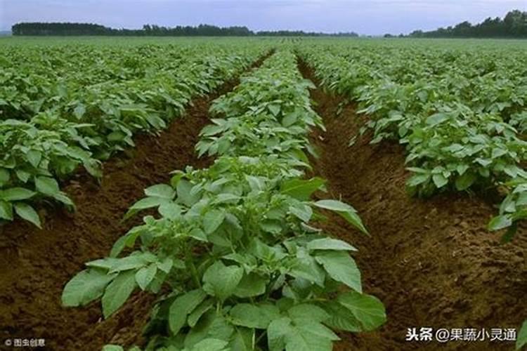 种植甘蔗使用芸苔素有哪些作用？