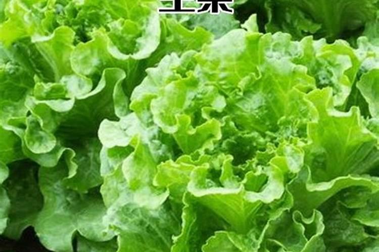 种莴笋如何施肥才能高产