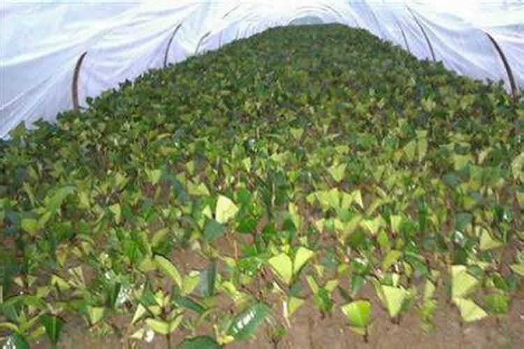 经长途运输的桂花怎样栽培？能喷施叶面肥吗？