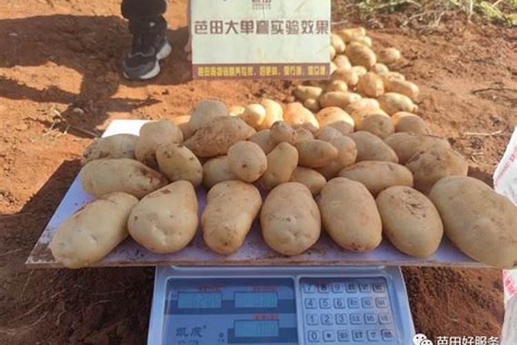 马铃薯第一次冲肥什么好？尿素还是复合肥