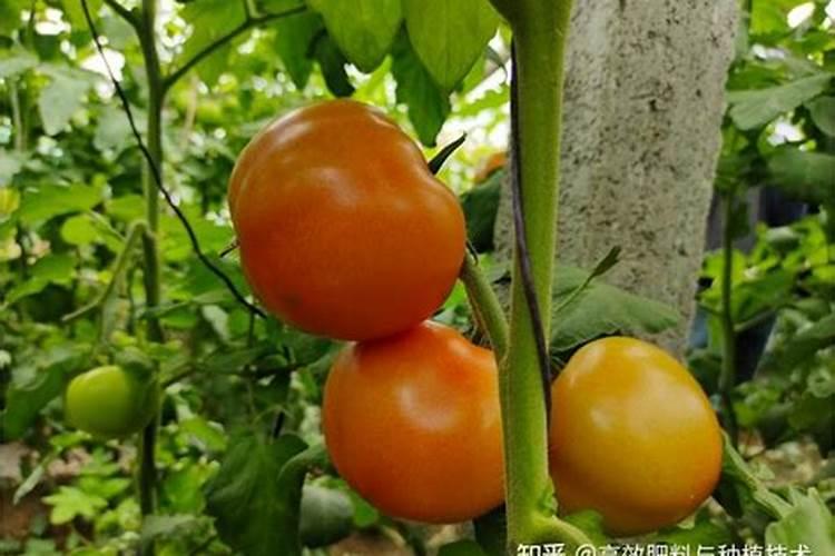 西红柿需要什么肥料