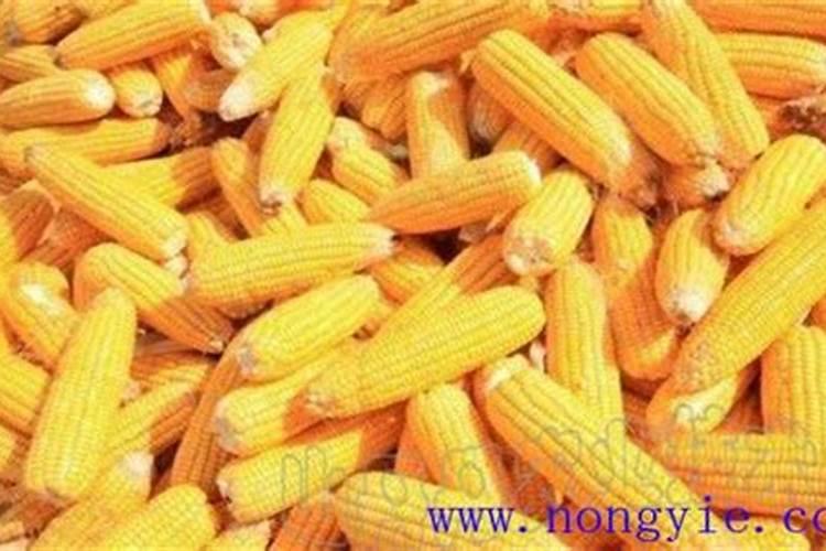 玉米打叶面肥有用吗