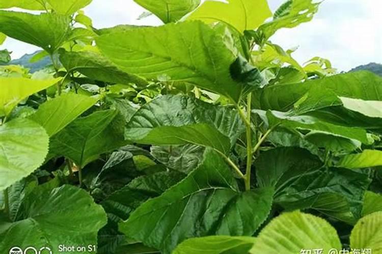 桑树施肥方法大全