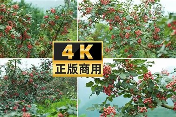 花椒用什么肥料好