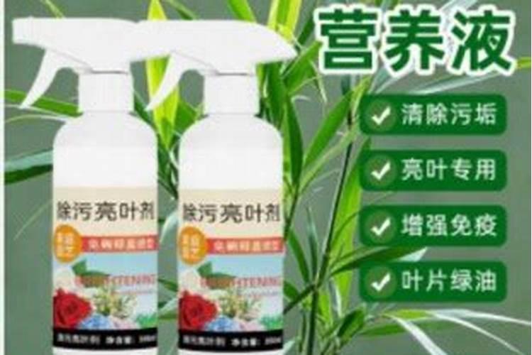 豆角开花期打什么叶面肥