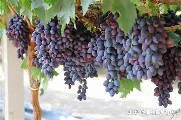 葡萄拉花技术是什么