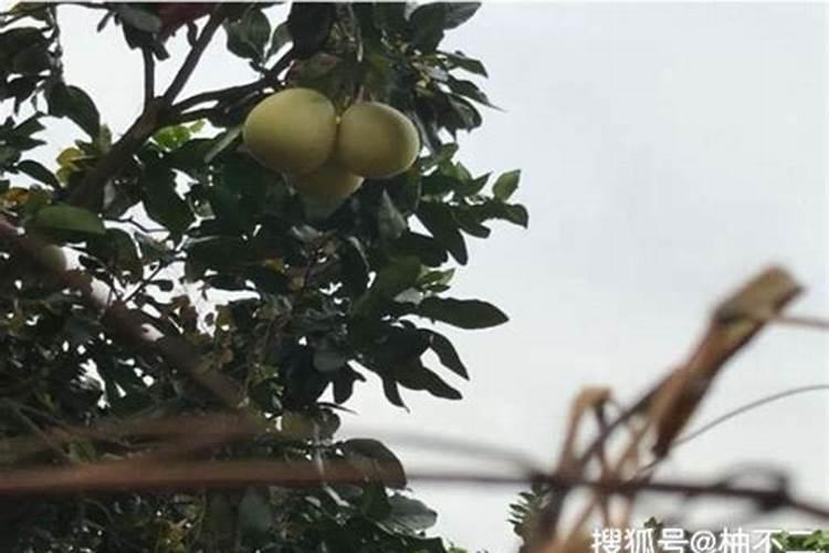 水溶肥和有机肥区别