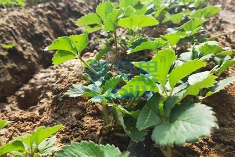 草莓各个时期的施肥方案 草莓施肥时间和方法