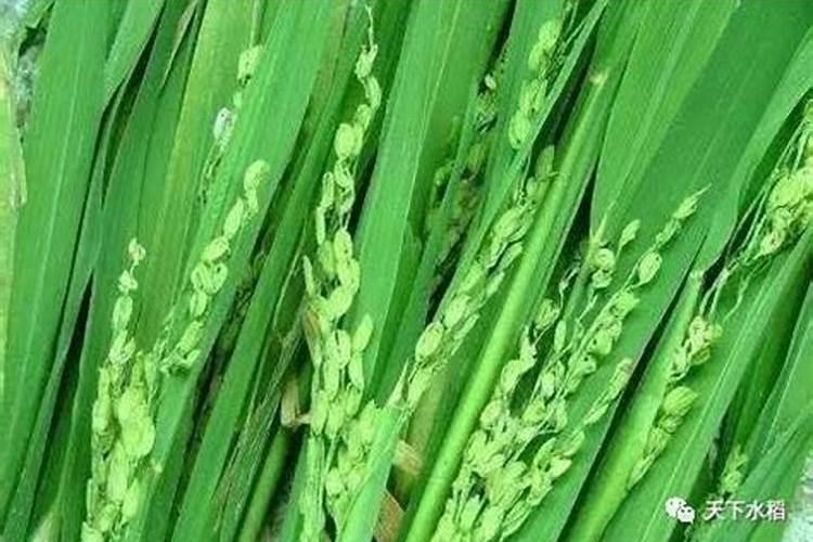 水稻炸壳子有什么好药防治呢？