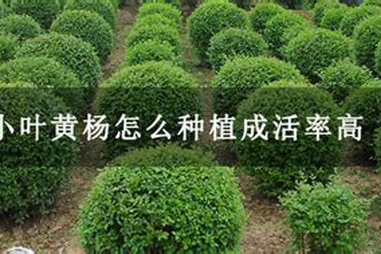 黄杨盆景怎么养 养护方法与管理注意事项