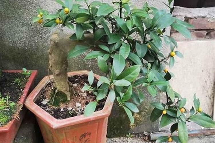 金豆开花时间可以施肥吗