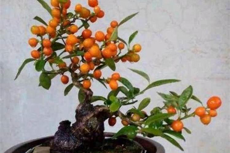 金豆几月份开花结果