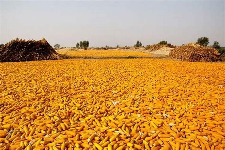 玉米需要什么样的含量肥料