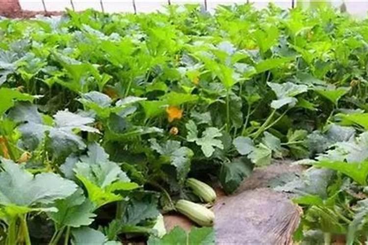 西葫芦露天种植怎么浇水施肥最好