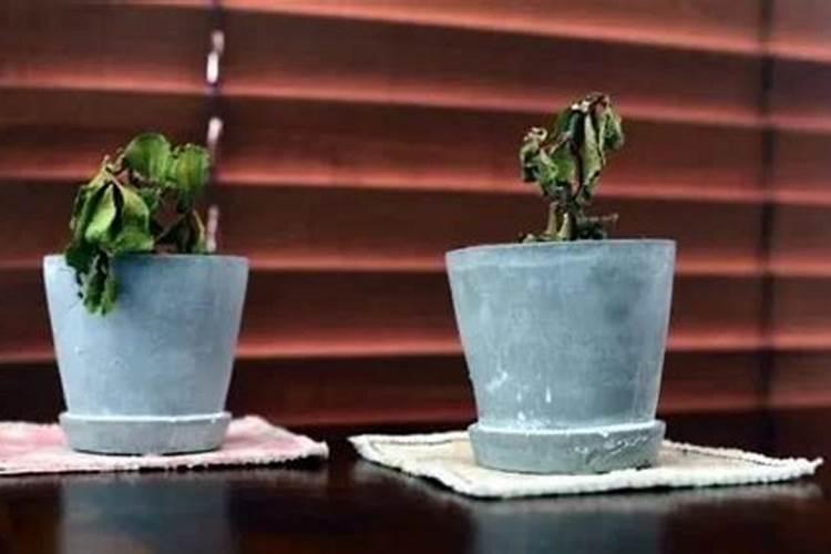 植物移栽后多久施肥