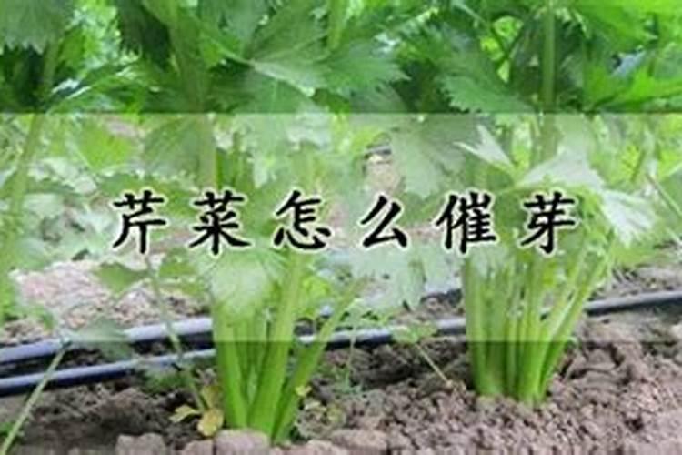 喷什么叶面肥芹菜长得快 喷施方法有哪些