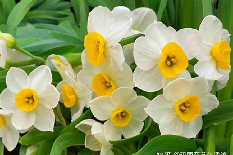 水培水仙花能施磷酸二氢钾吗水培植物时能在水里加磷酸二氢钾吗