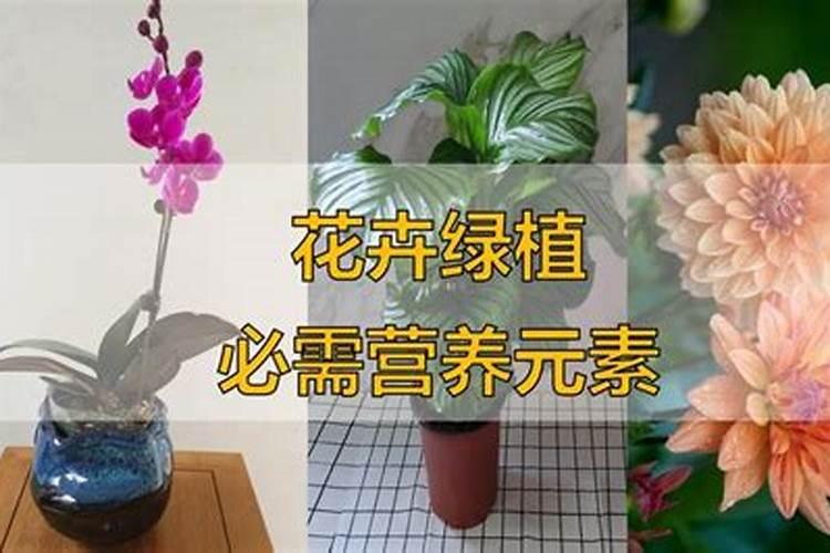 养花一般要施什么肥料