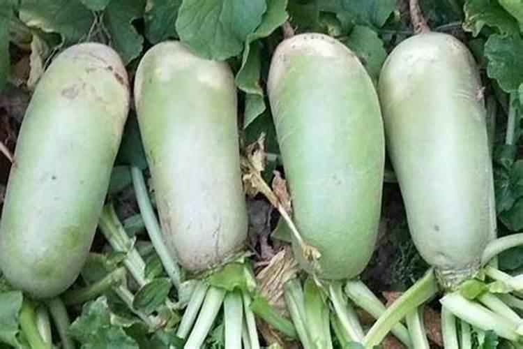 山东青萝卜种植时间和方法