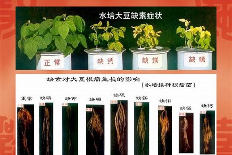 果树缺钙用什么肥料最适合(果树需补什么钙肥最好)