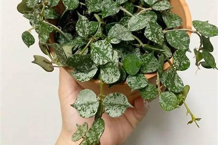 磷酸氢钙和碳酸钙哪个补钙效果好