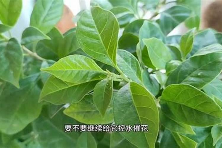 三角梅开花期间怎么施肥施什么肥