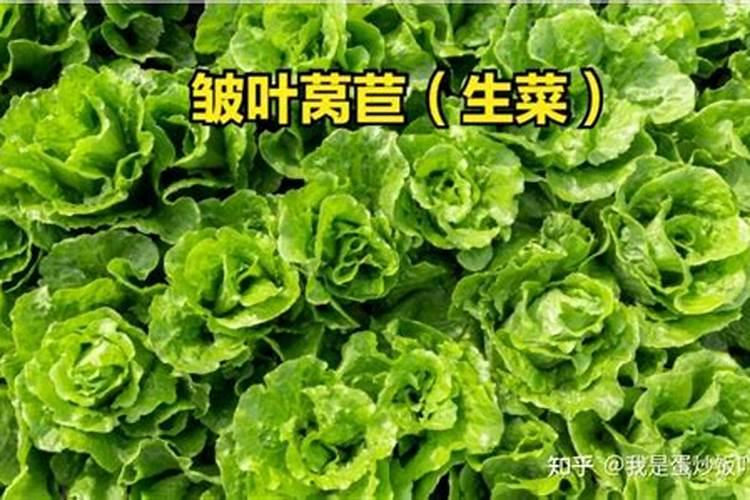 新栽的果树如何剪枝