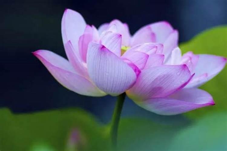 盆栽荷花如何施肥,磷钾肥为主氮肥为辅