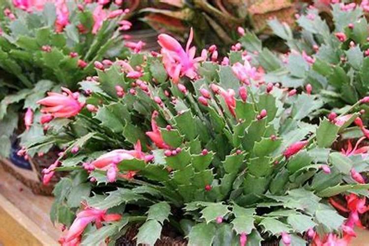 蟹爪兰开花应该用什么肥料