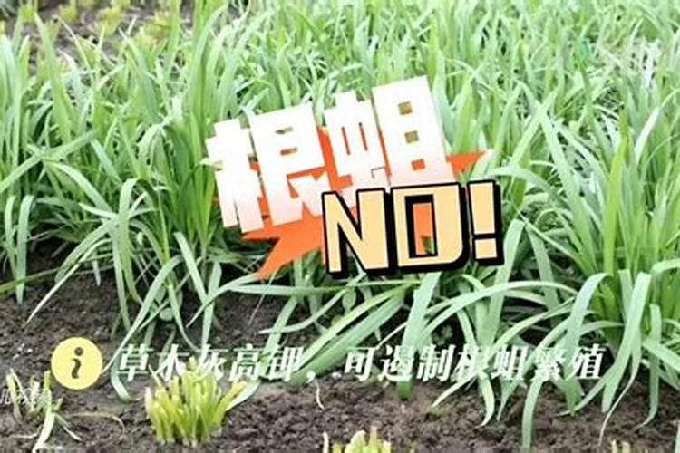 种韭菜施什么肥好