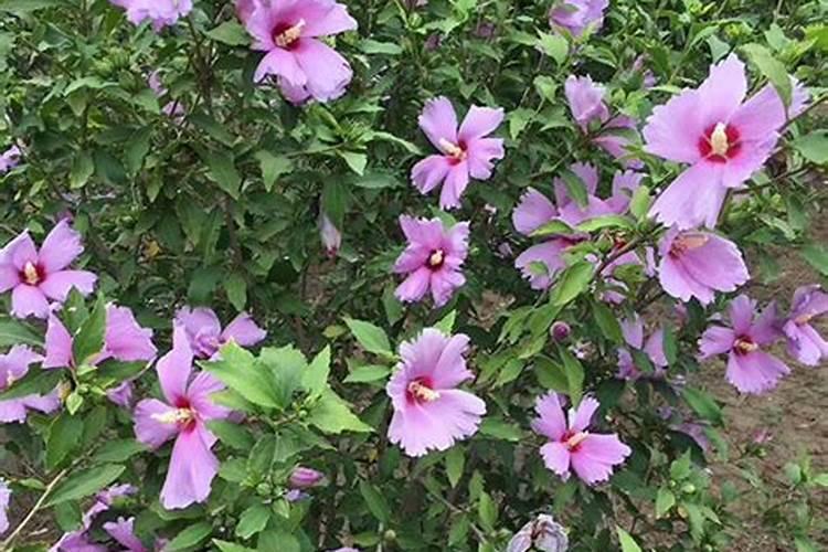 木槿开花时能施肥吗