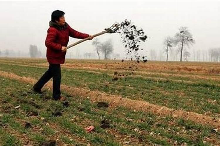 香菜喷什么叶面肥长得快 香菜喷什么叶面肥才能长得快