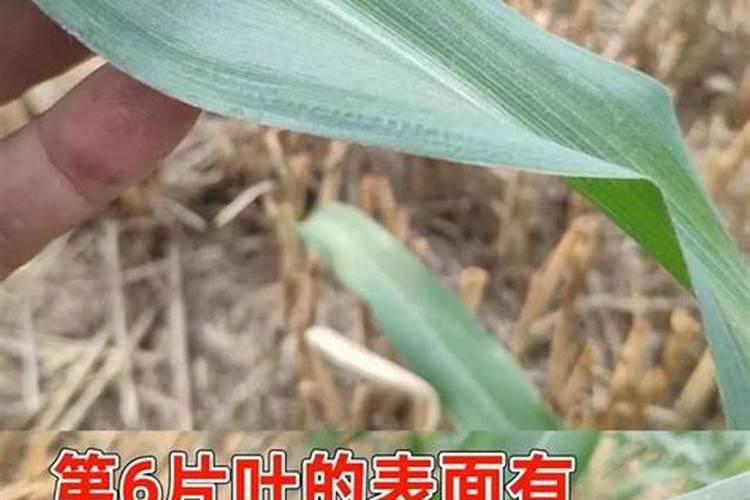 今年天旱!打什么除草剂能好点不伤玉米？